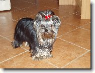 Jorkrsk terier, Yorkshire Terrier,