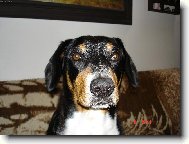 Entlebucher Sennenhund