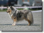 Shetland Sheepdog