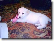 Chinese Crested Dog