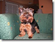 Jorkrsk terier, Yorkshire Terrier,