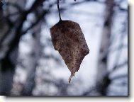 Betula verrucosa Ehrt