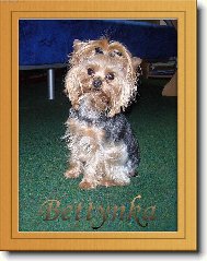 Yorkshire Terrier