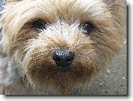 Jorkrsk terier, Yorkshire Terrier,