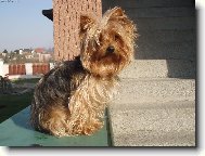 Jorkrsk terier, Yorkshire Terrier,