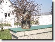 Jorkrsk terier, Yorkshire Terrier,