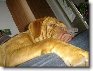 Dogue de Bordeaux