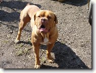 Dogue de Bordeaux