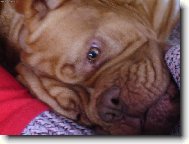 Dogue de Bordeaux