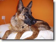 German shepherd dog \\\\\(Dog standard\\\\\)