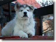 Alaskan malamute \\\\\(Dog standard\\\\\)