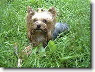 Jorkrsk terier, Yorkshire Terrier,