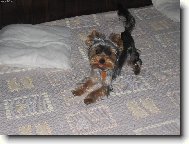 Jorkrsk terier, Yorkshire Terrier,