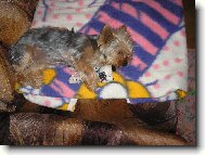 Jorkrsk terier, Yorkshire Terrier,