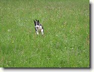 Bull Terrier