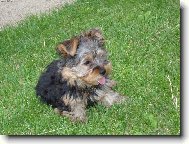 Jorkrsk terier, Yorkshire Terrier,