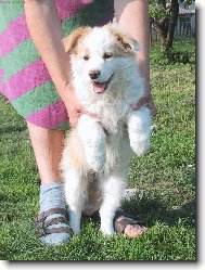 Border collie \\\\\(Dog standard\\\\\)