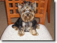 Jorkrsk terier, Yorkshire Terrier,