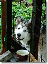 Alaskan Malamute