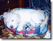 Chinese Crested Dog