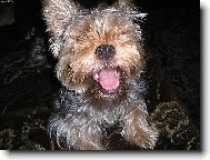 Jorkrsk terier, Yorkshire Terrier,