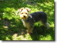 Jorkrsk terier, Yorkshire Terrier,