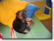 Jorkrsk terier, Yorkshire Terrier,