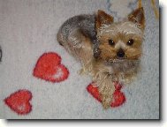 Jorkrsk terier, Yorkshire Terrier,