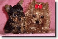 Jorkrsk terier, Yorkshire Terrier,