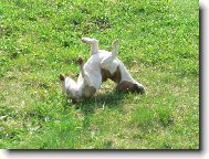 Jack Russell Terrier