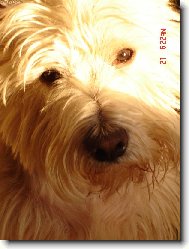 West highland white terrier \\\\\(Dog standard\\\\\)