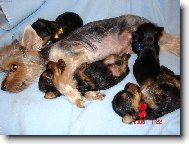 Yorkshire Terrier