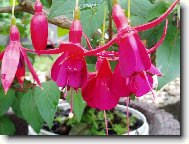 Fuchsia