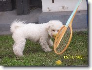 Bichon frise