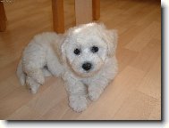 Bichon frise