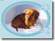 Dachshund