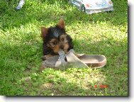 Jorkrsk terier, Yorkshire Terrier,