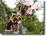 Jorkrsk terier, Yorkshire Terrier,