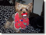 Jorkrsk terier, Yorkshire Terrier,