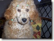 Poodle, Caniche