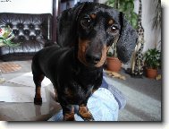 Dachshund