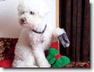 Bichon frise