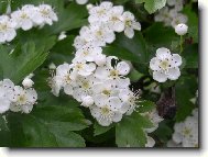 Crataegus oxyacantha