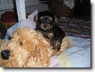 Jorkrsk terier, Yorkshire Terrier,