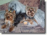 Jorkrsk terier, Yorkshire Terrier,