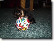 Jorkrsk terier, Yorkshire Terrier,