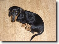 Dachshund