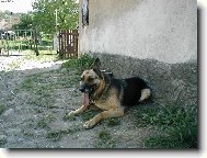 German shepherd dog \\\\\(Dog standard\\\\\)