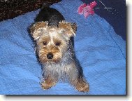 Jorkrsk terier, Yorkshire Terrier,