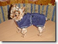 Yorkshire Terrier